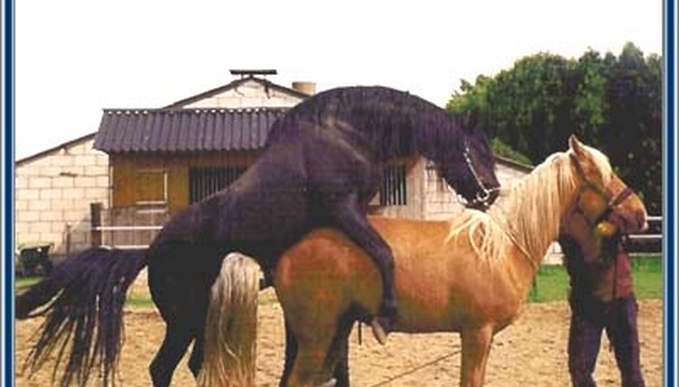 Спаривание животных: искусственное осеменение лошадей, брачные игры