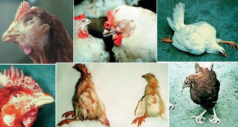 Болезни цыплят: названия и описания симптомов, как лечить
