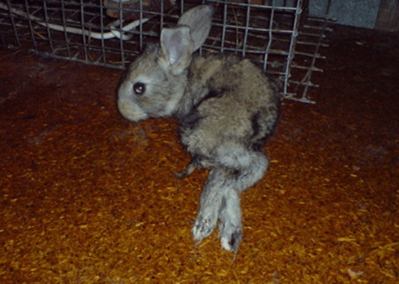 У кролика отказали задние лапы: что делать, возможные причины
