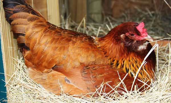 Как правильно выбрать курицу-наседку? как ухаживать за ней во время насиживания и что делать после вылупления цыплят?