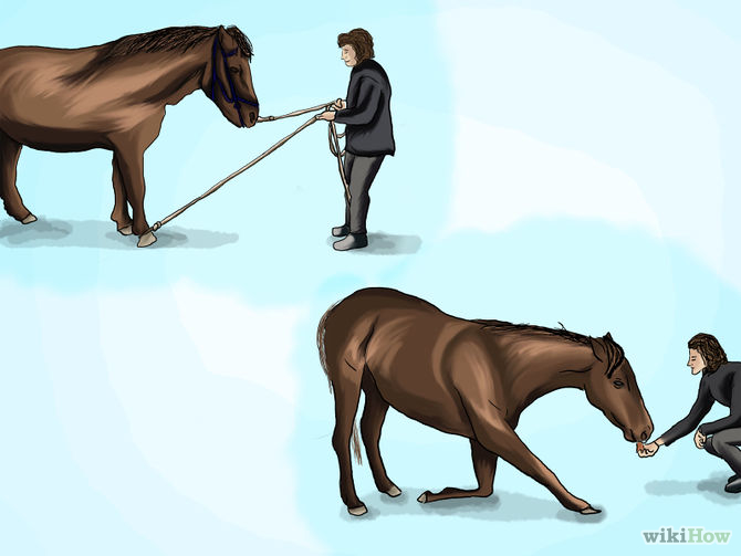 Как научить лошадь верховой езде и выполнять ряд команд