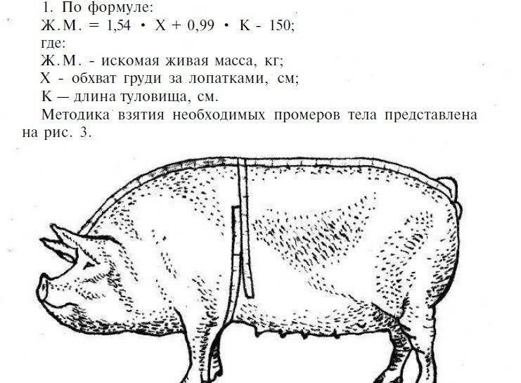 Как узнать вес свиньи?