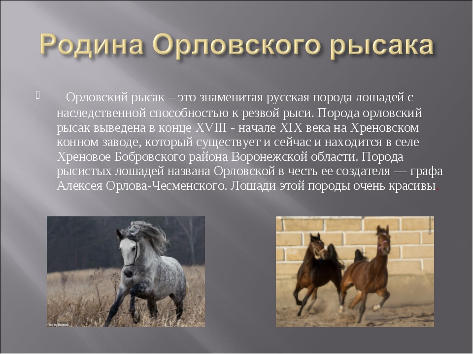 Порода лошадей русский рысак