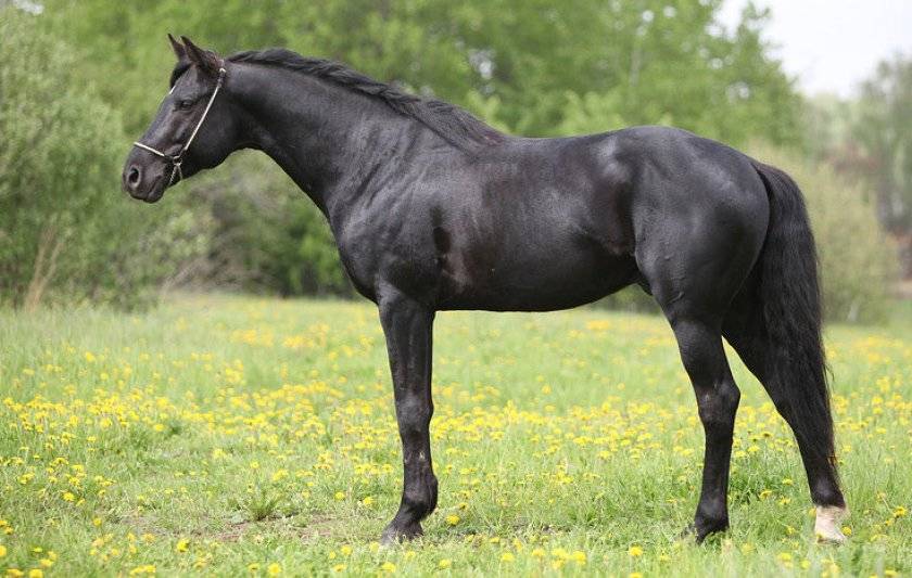 Тракены. описание, фото, характеристика и история тракененской породы лошадей