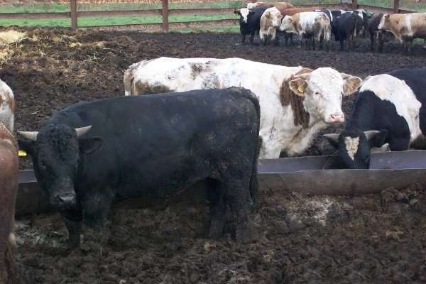 Разведение бычков на мясо: как откормить телят в домашних условиях