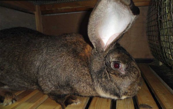 Кролики породы фландр: особенности разведения и ухода — cельхозпортал