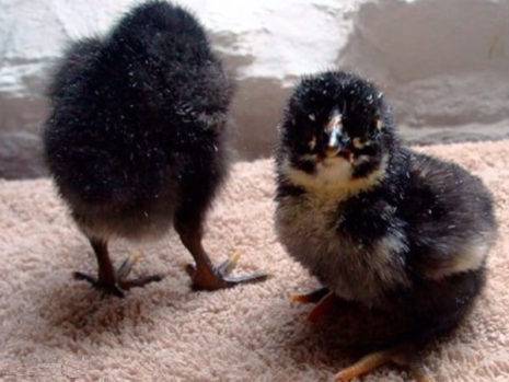 Как отличить цыплят-курочек от петушков? как определить пол по яйцу и по крыльям? другие способы