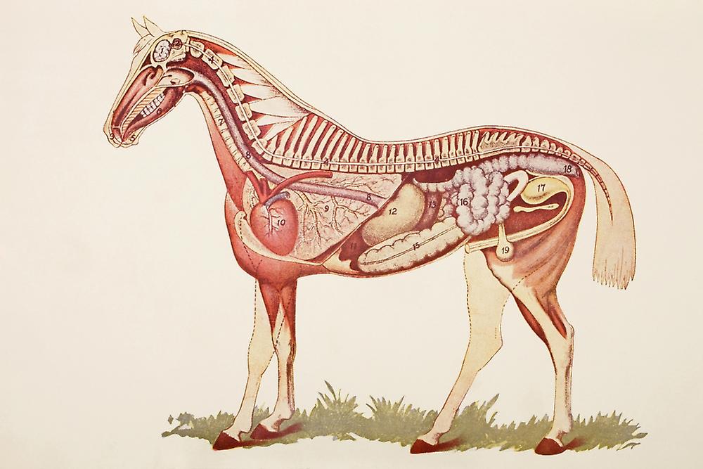 Анатомия лошади суставы - вылечимсуставы