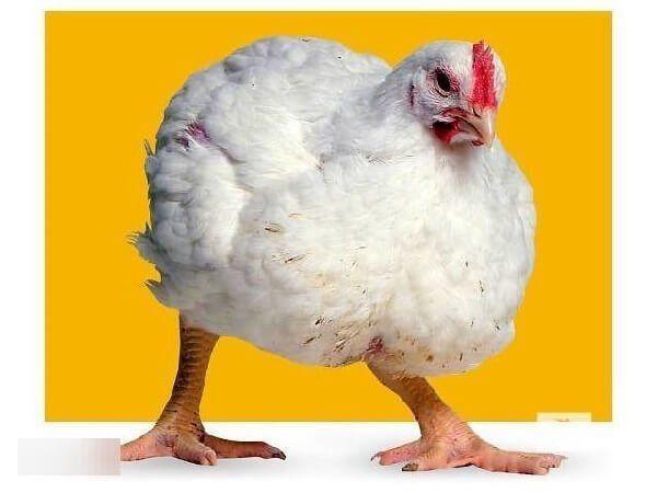 Породы бройлеров: основные характеристики и описание с фото кур лучших бройлерных пород, кормление цыплят