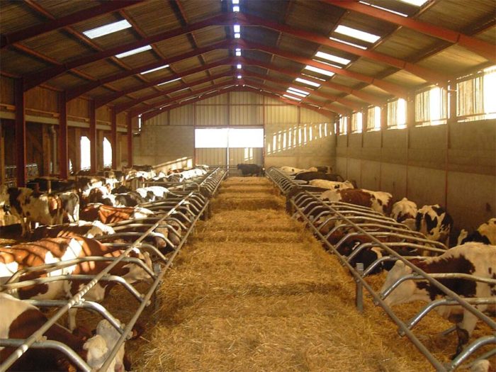 Разведение мясных коров: особенности и перспективы — cельхозпортал
