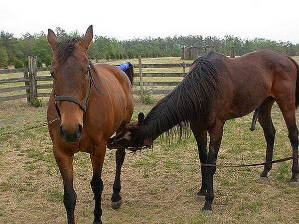 Процесс спаривания лошадей от а до я: что нужно знать коневладельцам? |