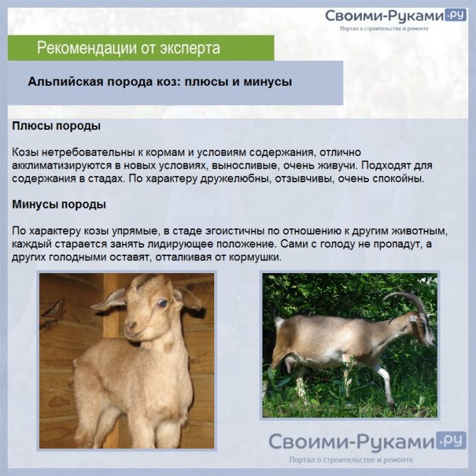 Пуховые козы – породы, типы, использование продукции