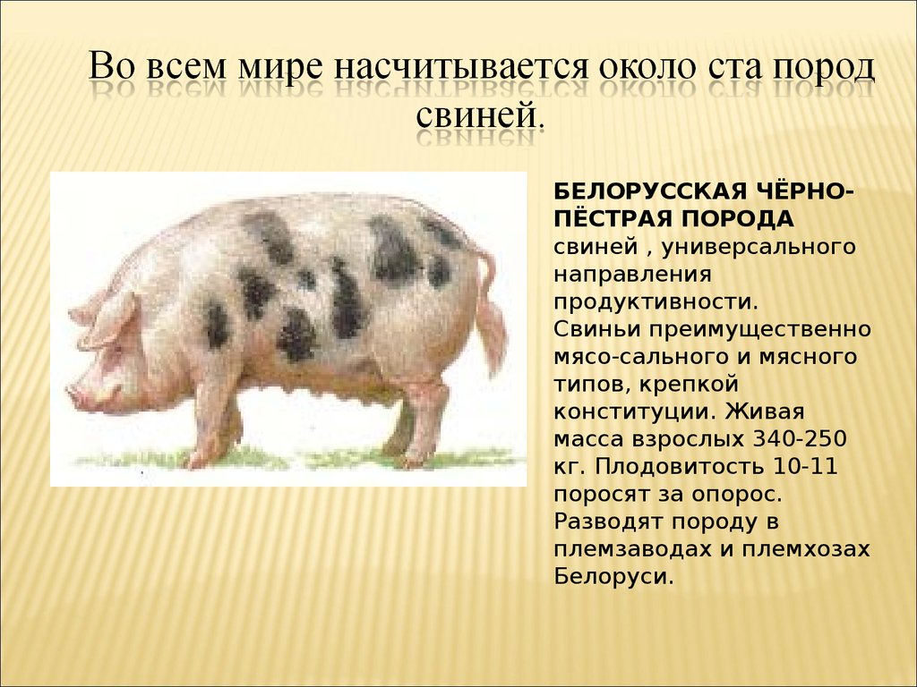 Направление пород свиней. Порода свиней Грин. Презентация на тему свиноводство. Проект про свиноводство. Доклад о свинье.
