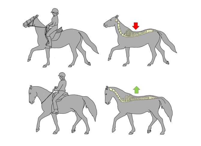 Как управлять лошадью: описание процесса, рекомендации