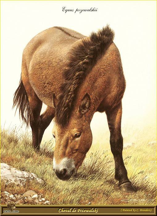 Все о лошади пржевальского: почему так называется конь, интересные факты, описание
