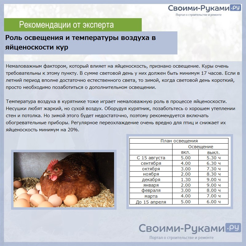 О породах рыжих кур: описание и характеристика, продолжительность яйценоскости