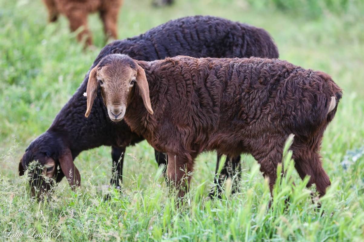 Курдючные овцы, их происхождение, ценность и условия содержания 2020