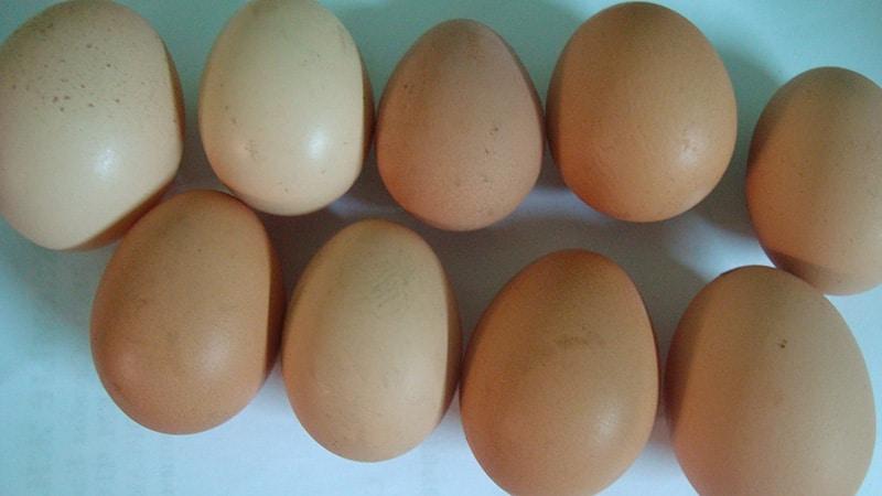 О яйцах цесарок: как они выглядят и чем отличаются от куриных - сравнение