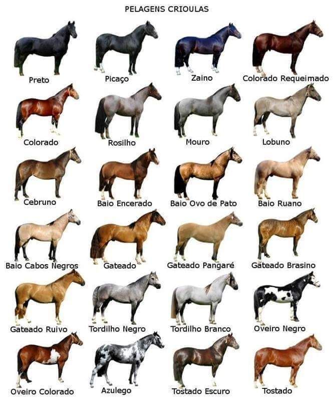 Дестриэ — описание и фото породы лошади