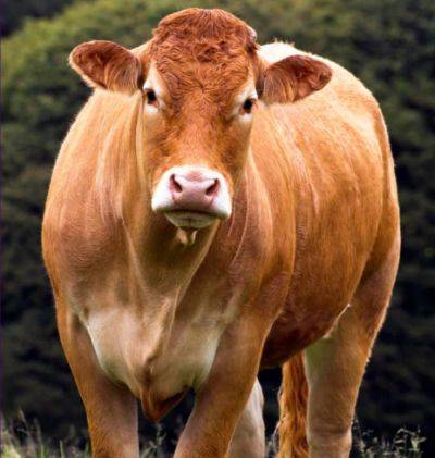 Лимузинская порода коров: особенности содержания в домашних условиях