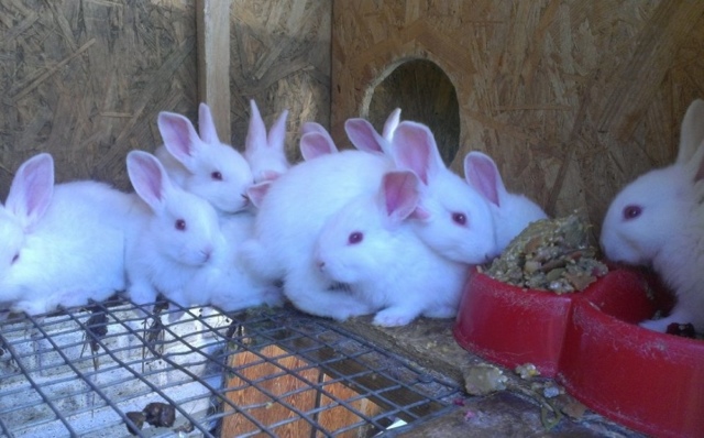 Кролик белый паннон: описание породы, особенности разведения и содержания в домашних условиях