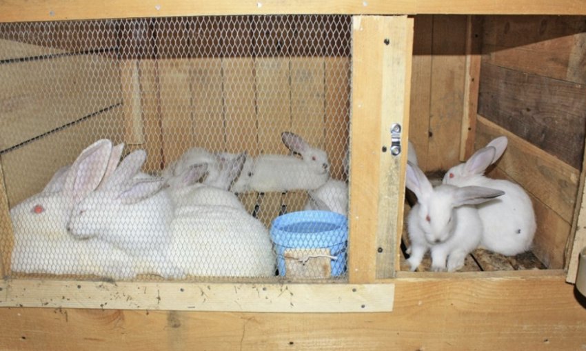 Новорожденные кролики: как ухаживать, искусственное вскармливание крольчат, развитие и отсадка из гнезда