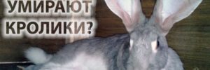 Почему умирают кролики – устраняем 95% причин