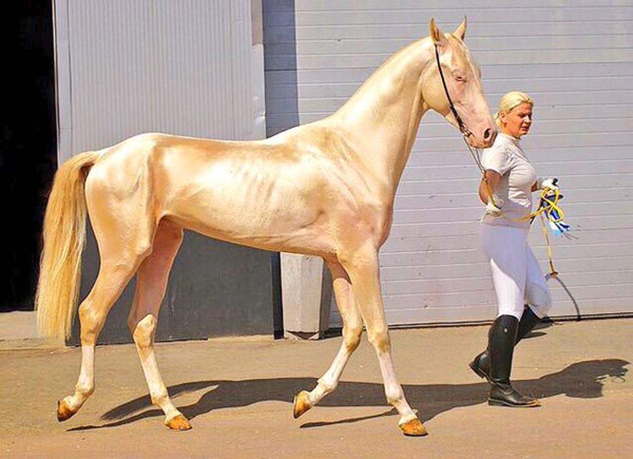 Самые редкие красивые и необычные масти лошадей в мире