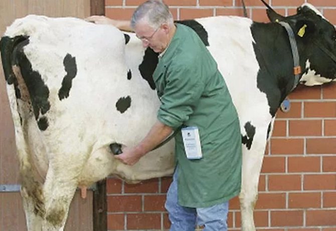 Правила и техники искусственного осеменения коров
