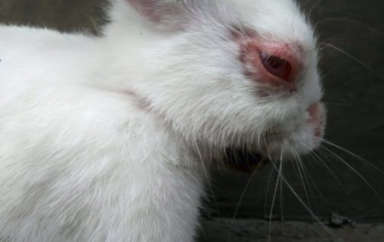 ✅ о болезнях глаз у кролика: почему гноятся и слезятся, что делать, чем их лечить - tehnomir32.ru