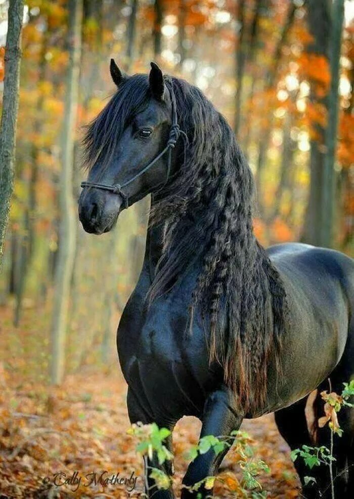 Породы лошадей, отличающиеся своей красотой