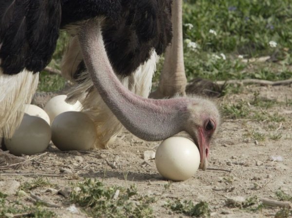 Как часто несутся страусы: сколько раз в год и в каком количестве - умный врач