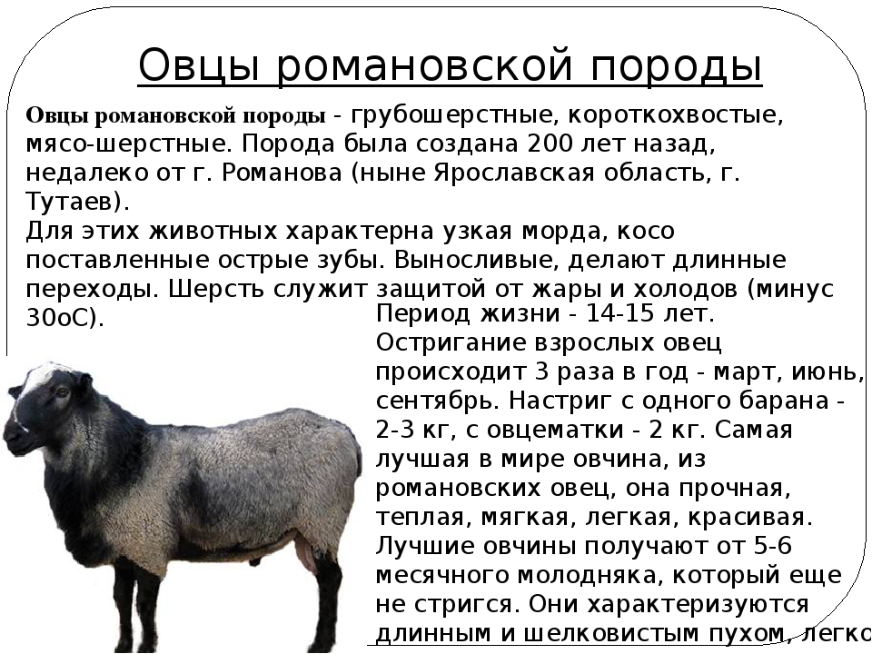Романовская порода овец: разведение и характеристика — cельхозпортал