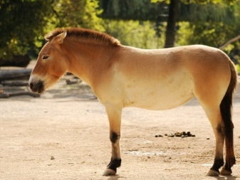 Лошадь пржевальского интересные факты. эволюция — кто раньше, лошадь или зебра? | интересные факты