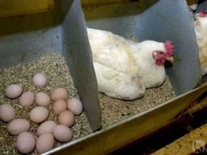 По каким причинам несушка перестала нести яйца?