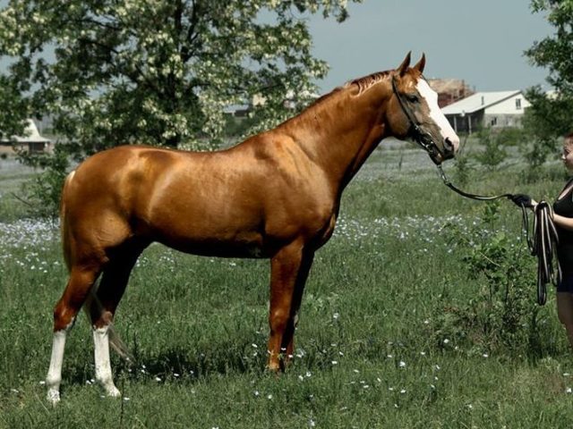 Особенности донской породы лошадей