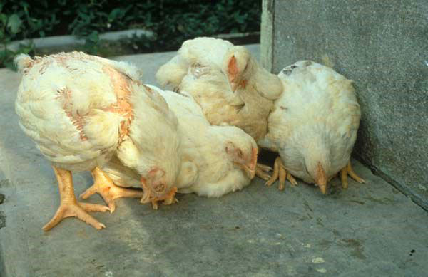 Какие симптомы заболеваний бывают у цыплят, как лечить болезни