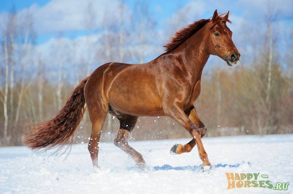 Состояние буденновской и донской пород лошадей на 2019 год — agroxxi