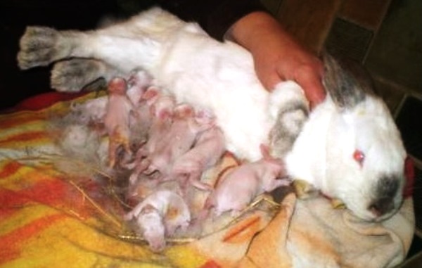 Почему крольчиха съедает, убивает или разбрасывает новорожденных крольчат