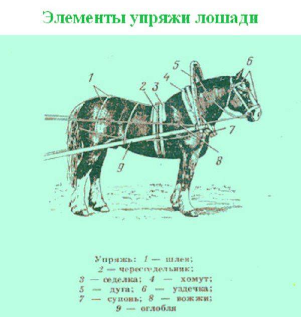 Как запрягать лошадей: описание, способы