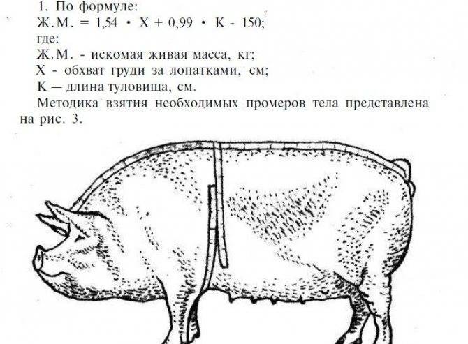 Сколько весит свинья: таблица измерений, самостоятельное определение