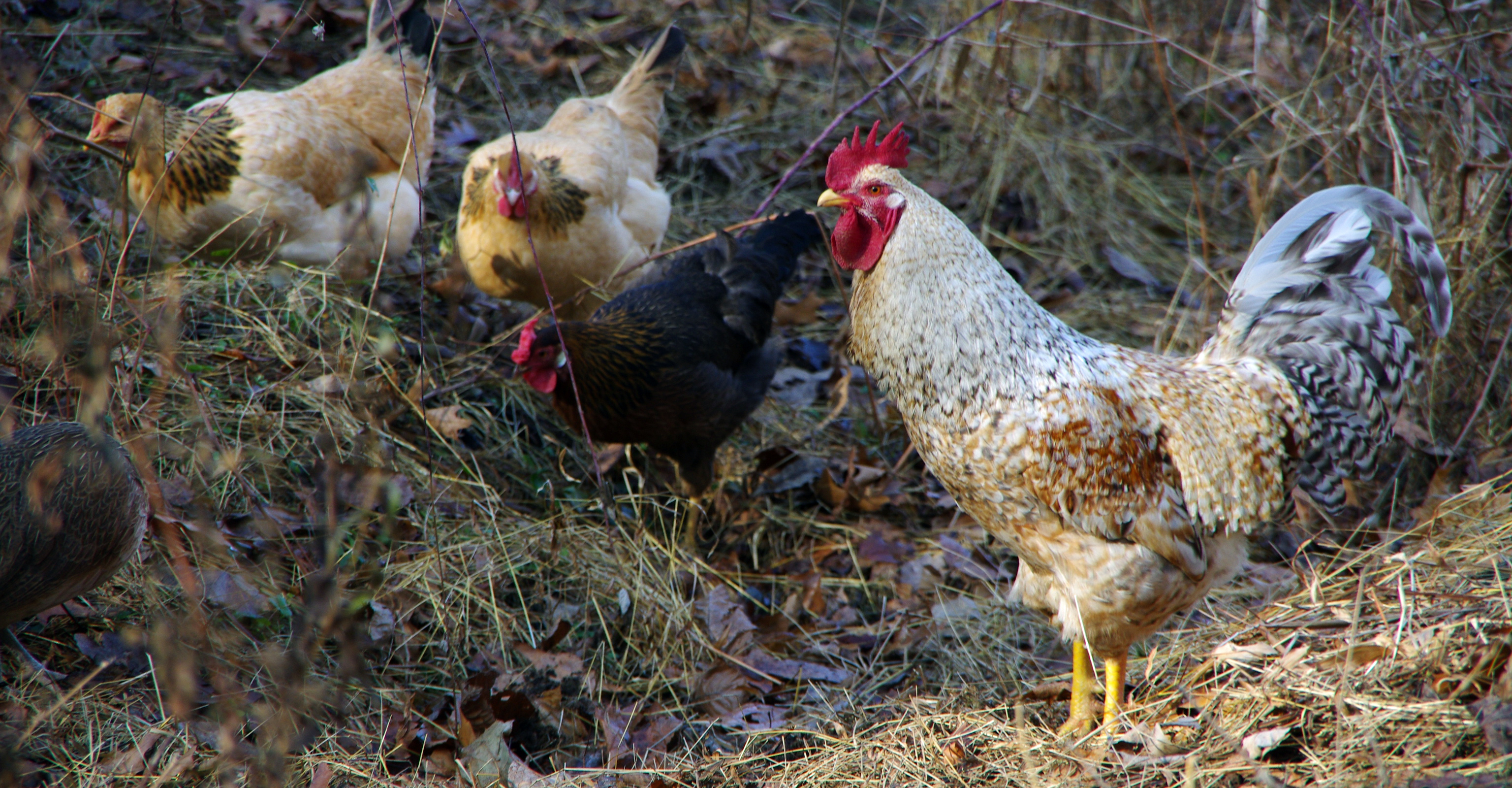 У домашней курицы желтый понос: причины, лечение, профилактические меры