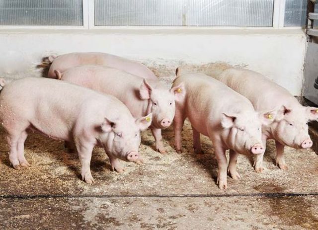 Разведение свиней в домашних условиях: содержание и кормление