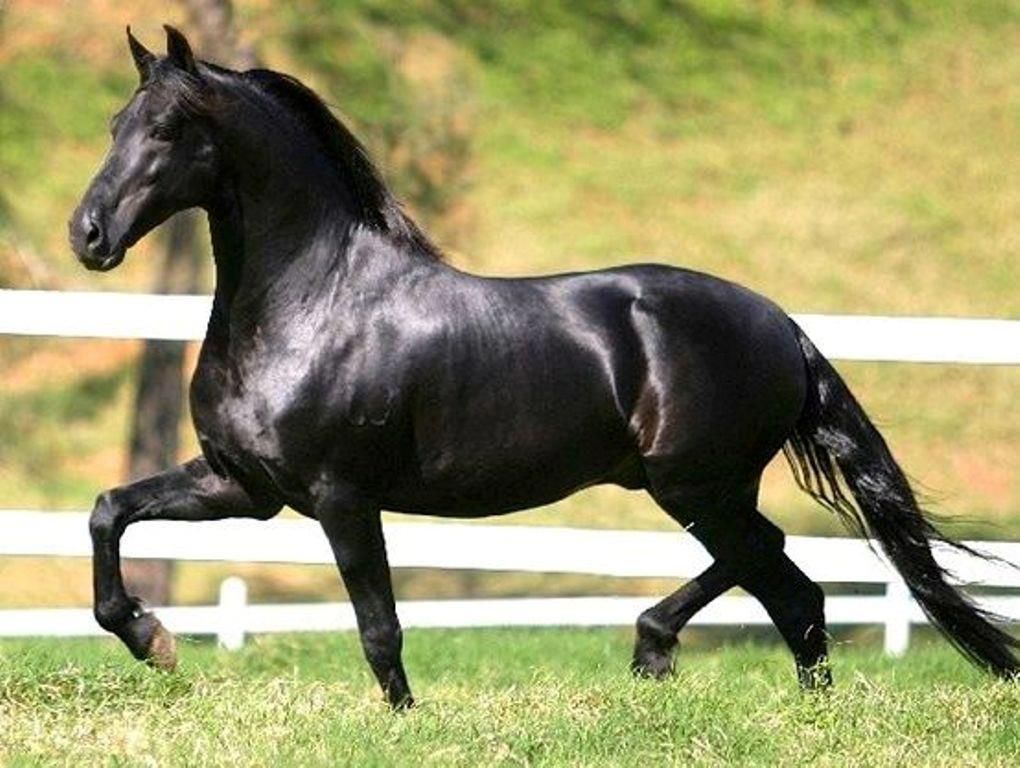 Черный конь - особенности и разновидности вороной масти, рекомендации по уходу за вороной лошадью