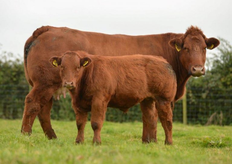 Самые лучшие породы коров: обзор топ-15 пород, их сравнительные характеристики