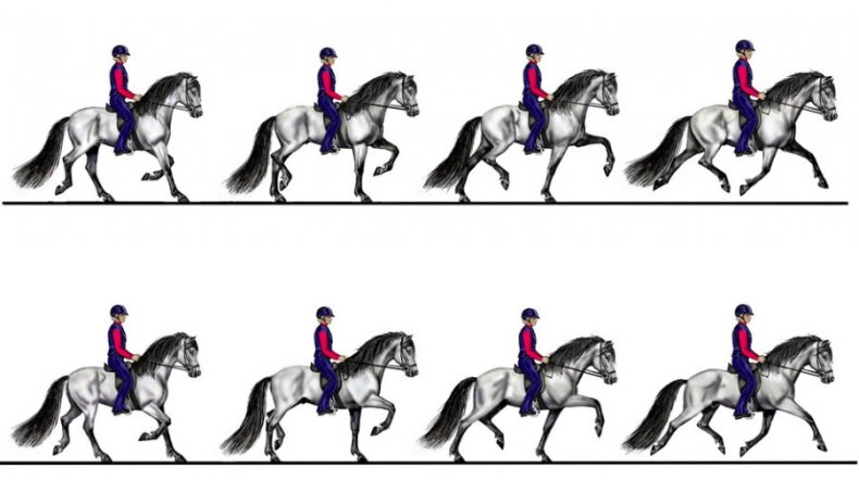 Бег лошади (аллюры): шаг, рысь, галоп и их скорость