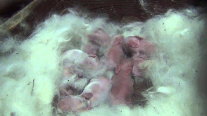 Новорожденные кролики: развитие, уход, кормление