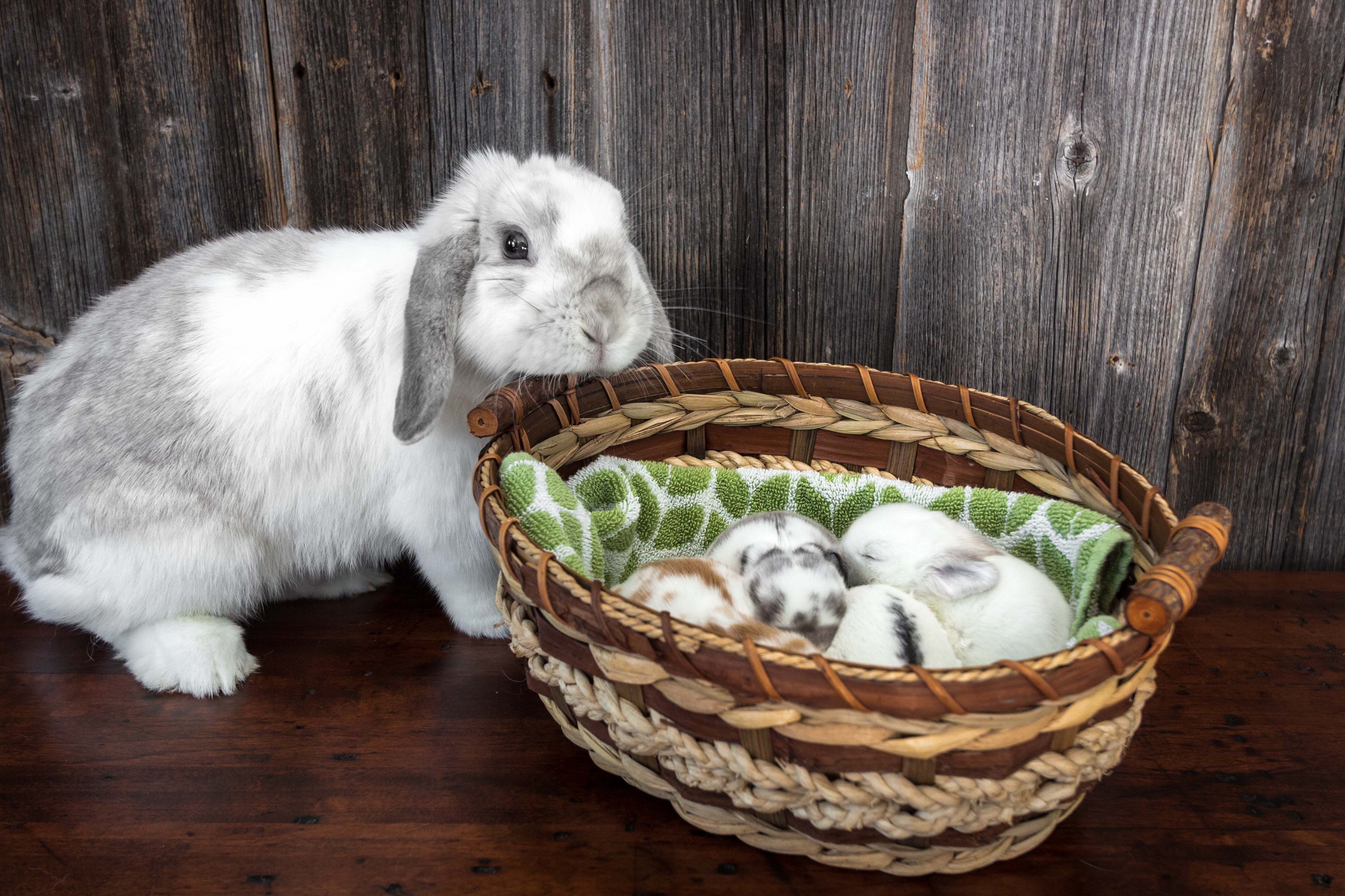 Декоративные кролики — подробный разбор содержания и ухода