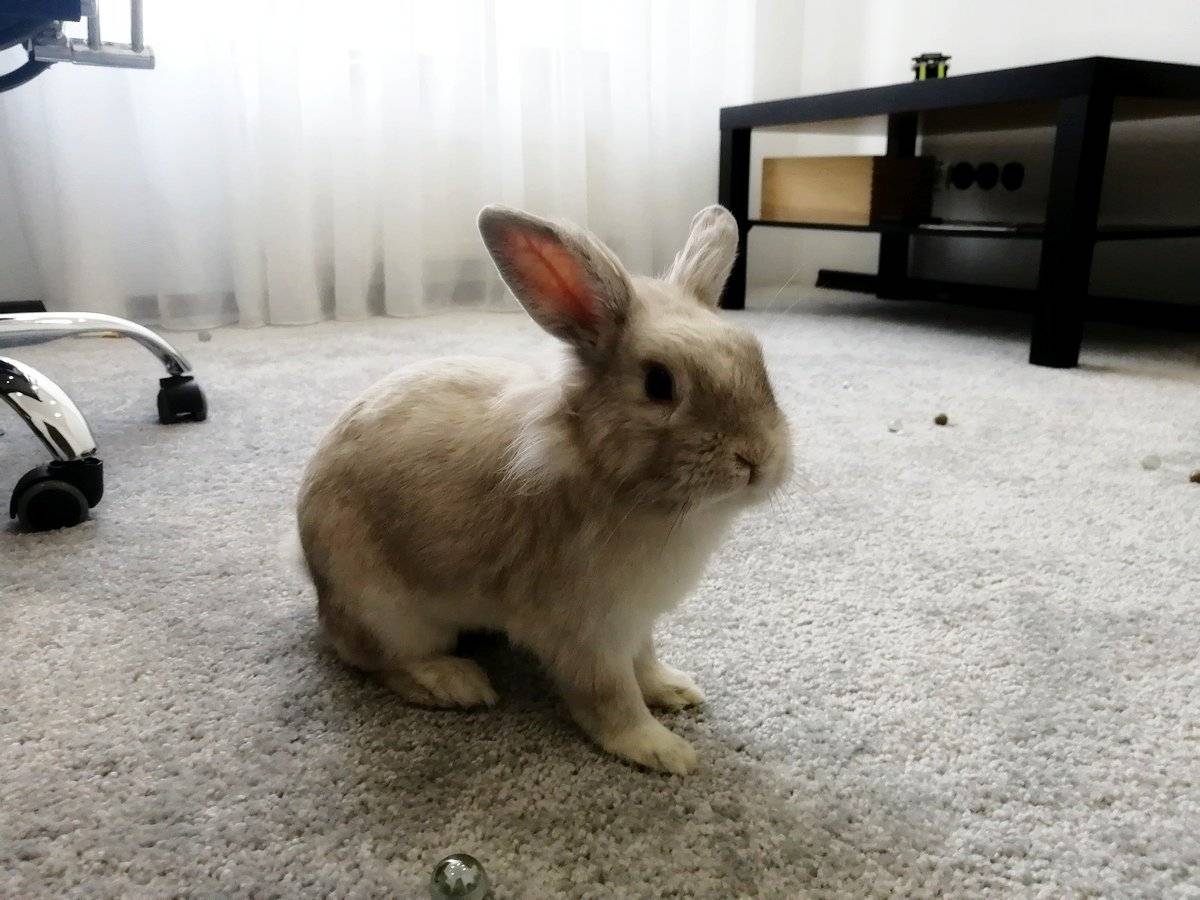 Как дрессировать кролика в домашних условиях