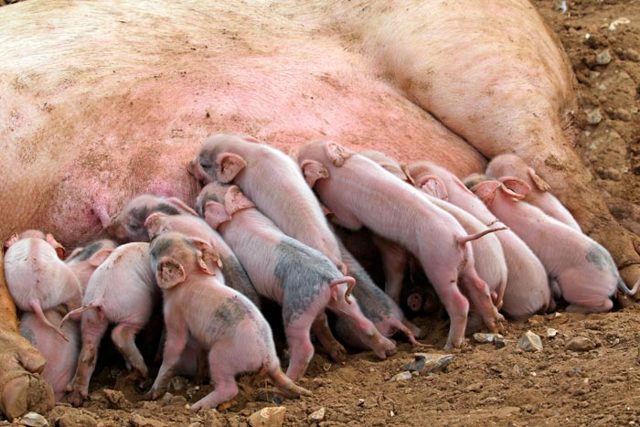 Опорос свиней: особенности содержания и выращивания поросят. 105 фото процедуры